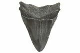 Fossil Megalodon Tooth - South Carolina #340597-1